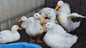 Broiler duck: як рости вдома